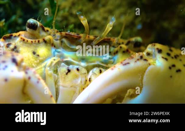 Black Sea, Invasive crab, invader Rhithropanopeus harrisii (Zuiderzee ...