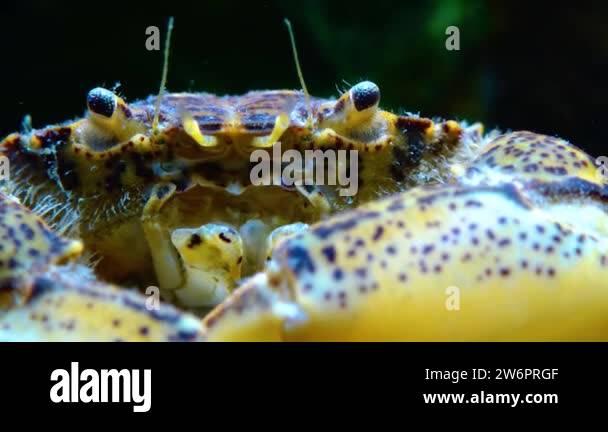 Black Sea, Invasive crab, invader Rhithropanopeus harrisii (Zuiderzee ...