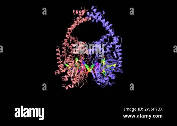 Human topoisomerase 2 beta in complex with DNA and anticancer drug ...