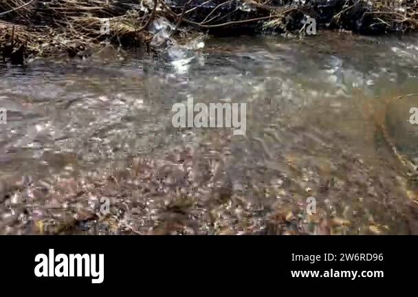 Spring streams in nature. The stream of water flows quickly to the ...