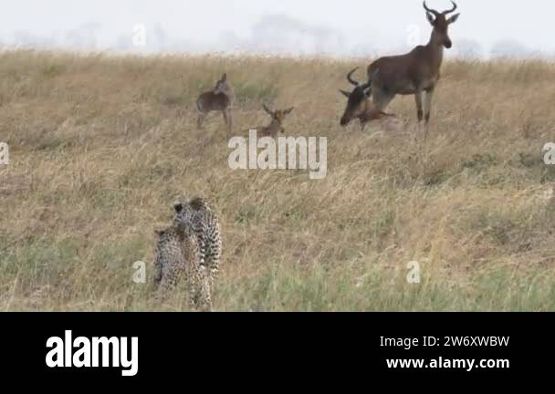 Cheetah And Antelope Stock Videos Footage HD And 4K Video Clips Alamy cheetah-and-antelope-stock-videos-footage-hd-and-4k-video-clips-alamy