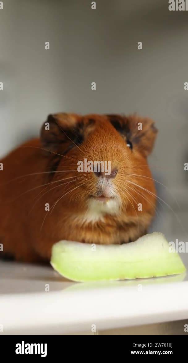 Image showcasing Pet guinea pig vegetables Stock Videos & Footage - HD and 4K Video ...