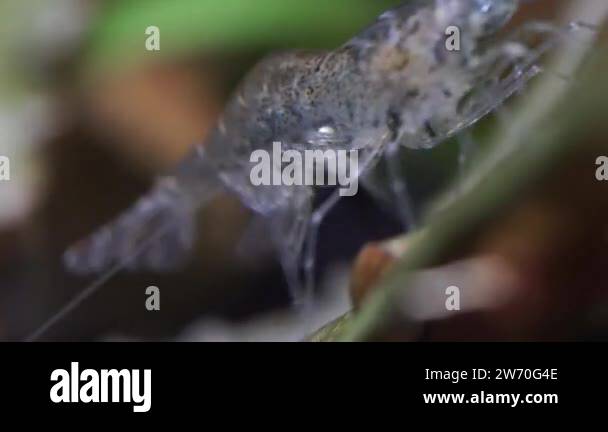 View of Freshwater ghost shrimp macro shot, or opaque glass shrimp with crooked ...