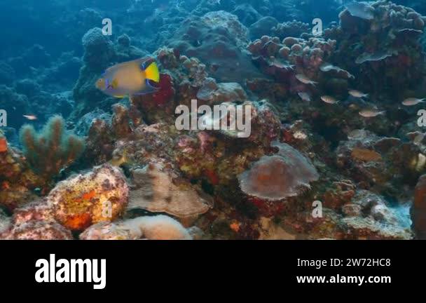 Marine angelfish queen Stock Videos & Footage - HD and 4K Video Clips ...