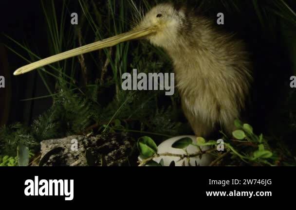 Kiwi bird Stock Videos & Footage - HD and 4K Video Clips - Alamy