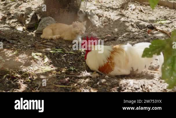 Cat rooster Stock Videos & Footage - HD and 4K Video Clips - Alamy