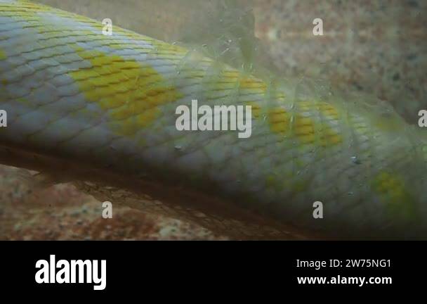 The albino royal yellow python changes skin. The Pythonidae is a family ...