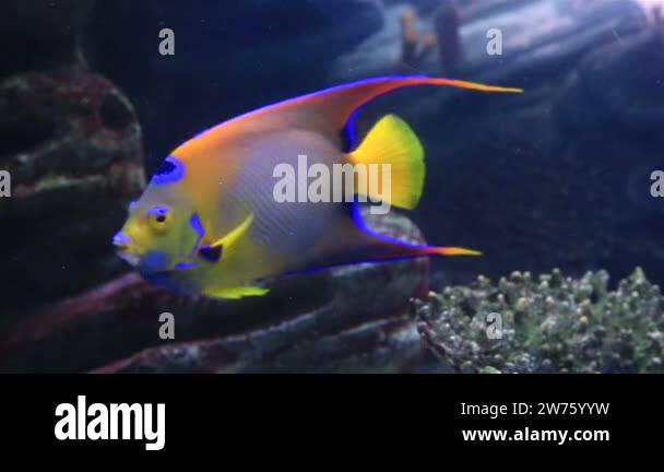 Picture of angelfish Stock Videos & Footage - HD and 4K Video Clips - Alamy