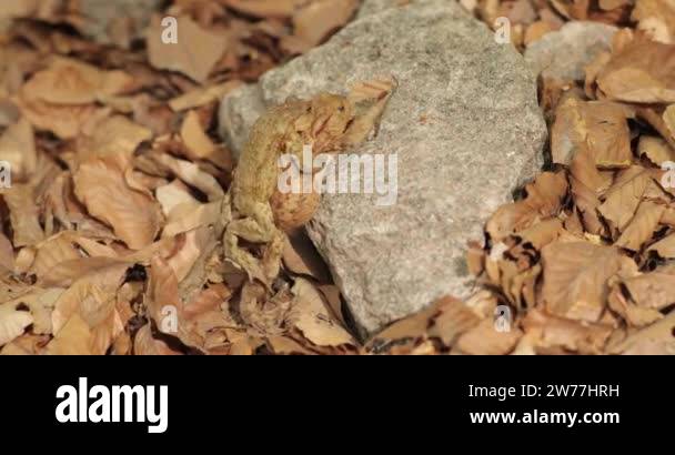 Male and female frogs mating Stock Videos & Footage - HD and 4K Video ...