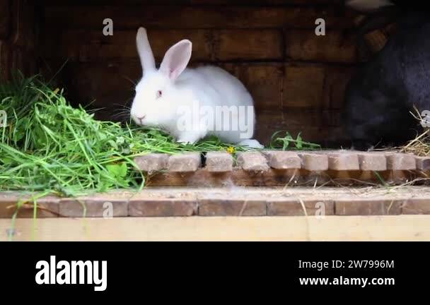 Small feeding white and black rabbits chewing grass in rabbit-hutch on ...