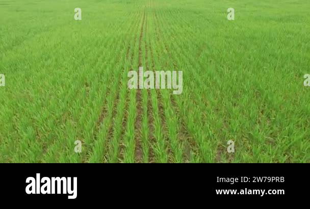 Crop Texture Rows Aerial drone scene of texture of monoculture crops in the countryside ...