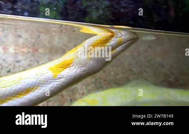 Royal yellow albino python reshapes skin. Pythonidae, a family of non ...