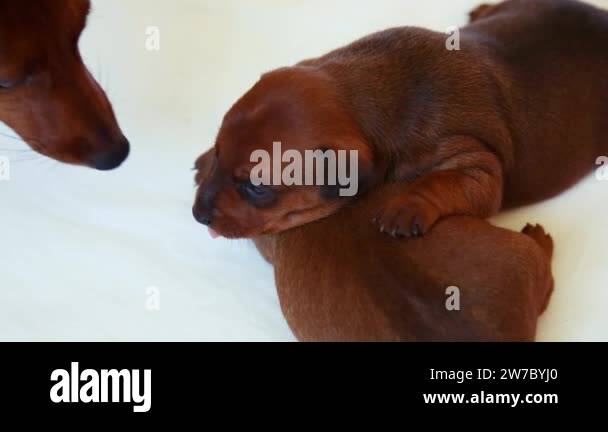 Kid dog cub Stock Videos & Footage - HD and 4K Video Clips - Alamy