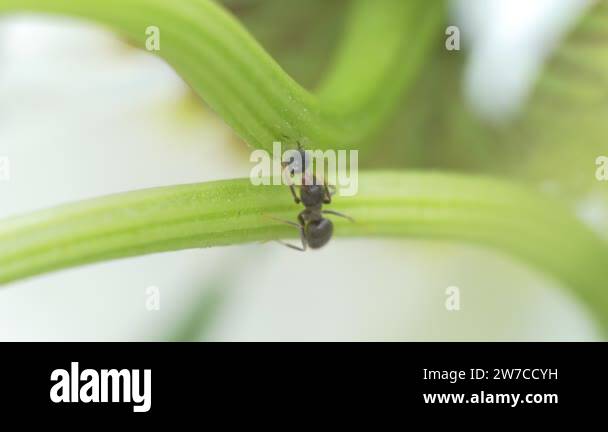 Insects ants ant Stock Videos & Footage - HD and 4K Video Clips - Alamy
