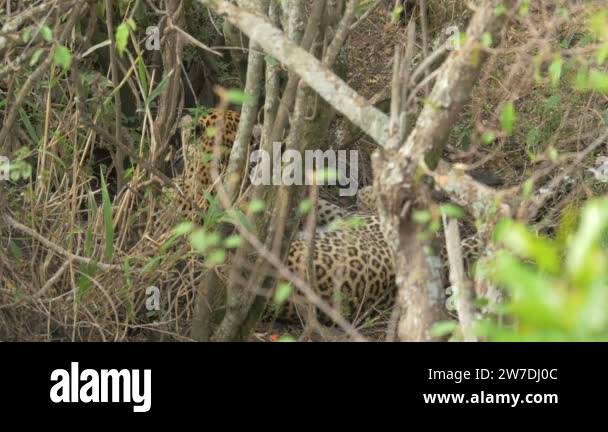 Leopards In Environment Leopards environment Stock Videos & Footage - HD and 4K Video Clips - Alamy