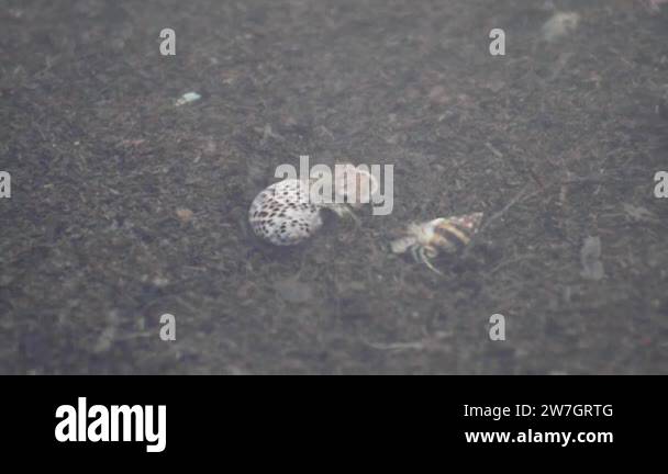 Hermit crabs crawling and fighting under water with each other at the ...
