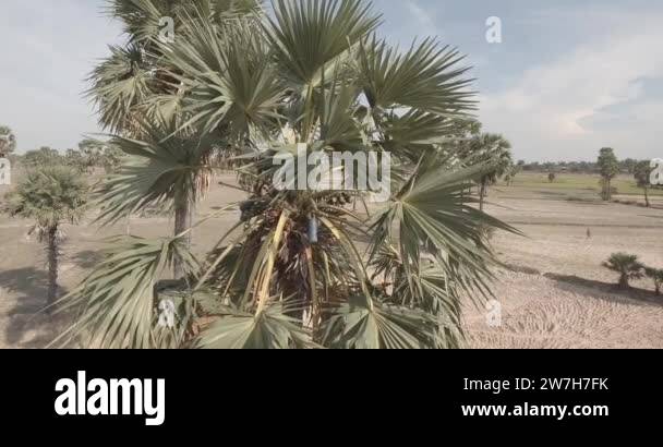 Drone view of a toddy taper collecting palm sap at the top of the palm ...