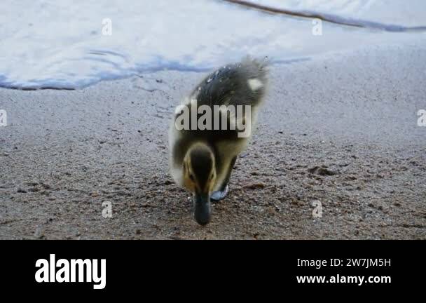 Duck gathering Stock Videos & Footage - HD and 4K Video Clips - Alamy
