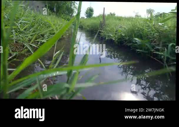 Water Channel Rice Field Field and water channel Stock Videos & Footage - HD and 4K Video Clips ...