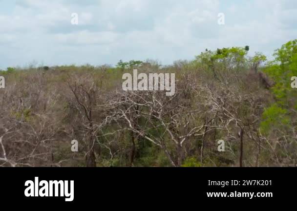 Forwards reveal of Kukulcan pyramid among trees of vast rain forest ...