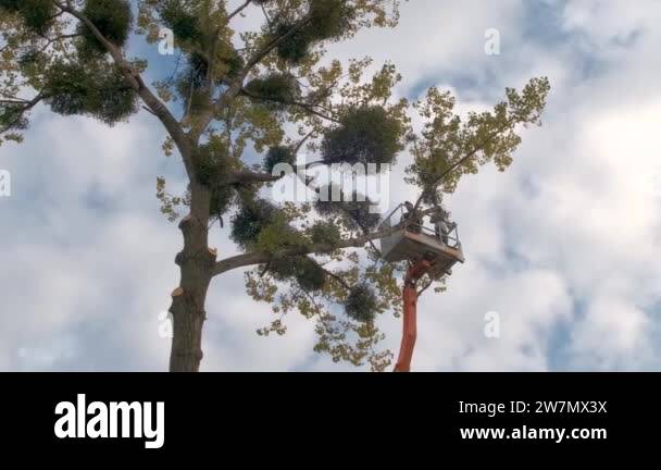Two service workers cutting down big tree branches with chainsaw from ...