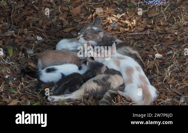 Cat breeding not seal Stock Videos & Footage - HD and 4K Video Clips ...
