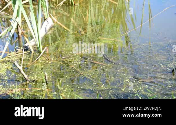 Reed snake Stock Videos & Footage - HD and 4K Video Clips - Alamy