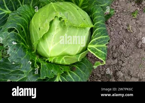 Cabbage head plant Stock Videos & Footage - HD and 4K Video Clips - Alamy