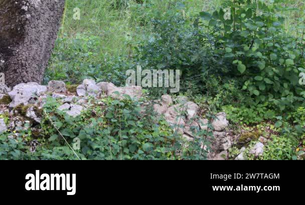 Wolf pack leader Stock Videos & Footage - HD and 4K Video Clips - Alamy