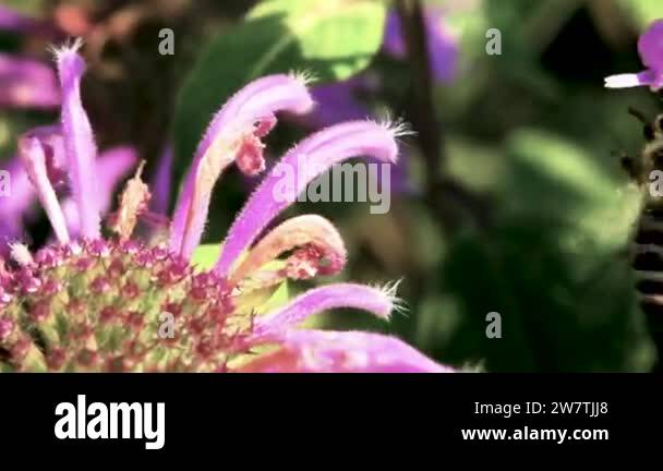 Winter insects Stock Videos & Footage - HD and 4K Video Clips - Alamy