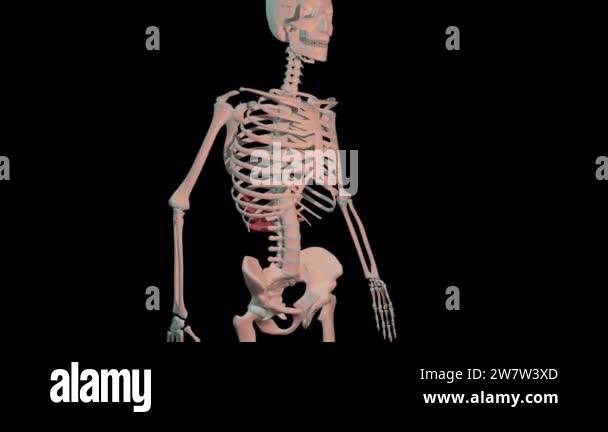 This 3d animation shows the serratus posterior inferior muscles in full ...