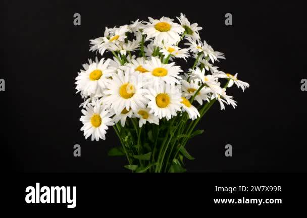 Bouquet of daisies on a black background. Loop motion. Side view ...