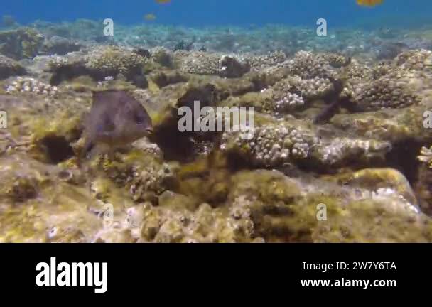 Group of Farmerfish protects the territory and burrows in the coral