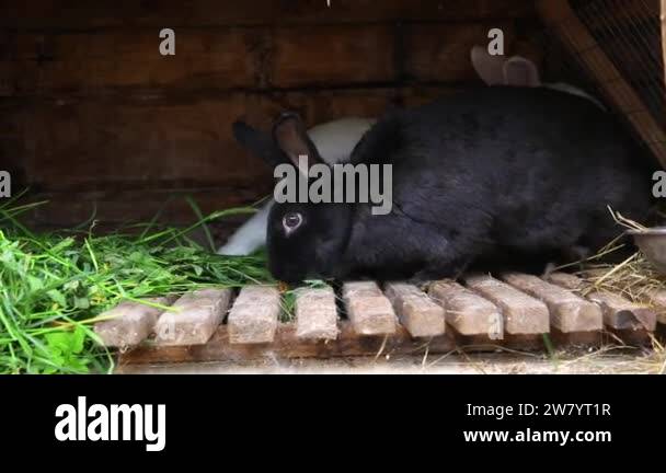 Small feeding white and black rabbits chewing grass in rabbit-hutch on ...