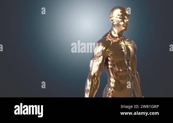Anatomical illustration human body Stock Videos & Footage - HD and 4K ...