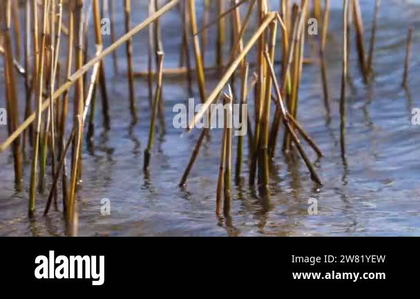 Tall reeds in river water Stock Videos & Footage - HD and 4K Video ...