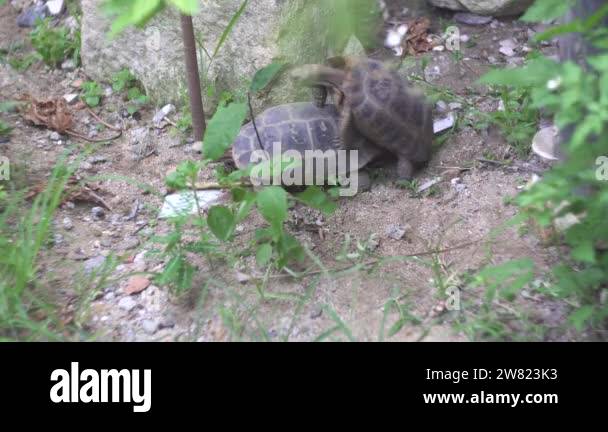 Cute turtles with strong shells mate on zoo park ground Stock Video ...