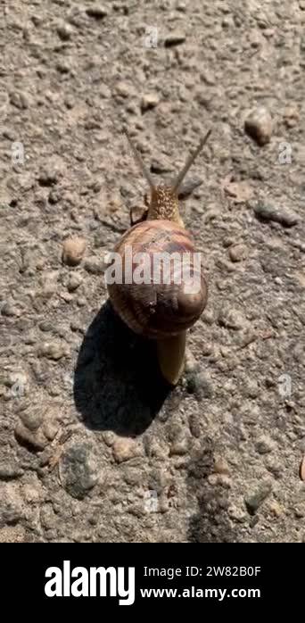 Snail crawling slowly at asphalt with shadow, leave wet slime traces ...