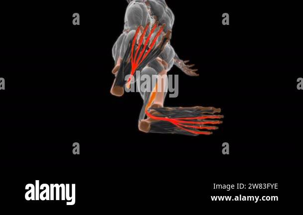 Flexor digitorum longus Muscle Anatomy For Medical Concept 3D ...