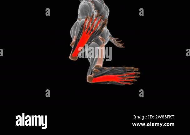 Flexor digitorum brevis Muscle Anatomy For Medical Concept 3D ...