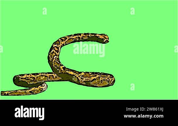 2d animation in comic style - Snake python isolated on Green Screen ...