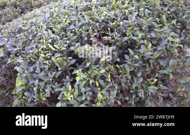 British east india company tea Stock Videos & Footage - HD and 4K Video