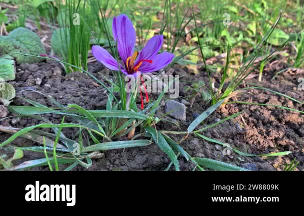 Saffron crocus sativus threads Stock Videos & Footage - HD and 4K Video ...