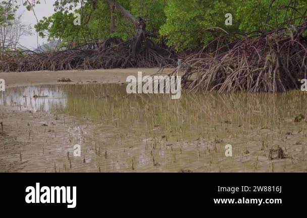 Long mangrove tree roots, pneumatophores, aerial roots, special roots ...