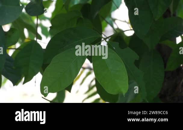 Green Bay leaf leaves hanging on the tree. Bay leaf is one of herbs and
