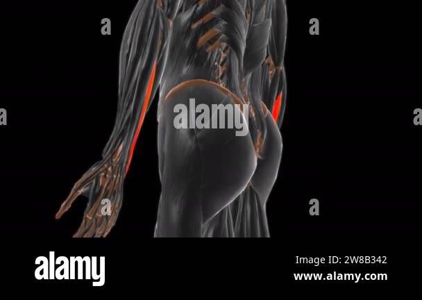 R Extensor Comp Extensor carpi ulnaris Muscle Anatomy For Medical Concept 3D animation ...