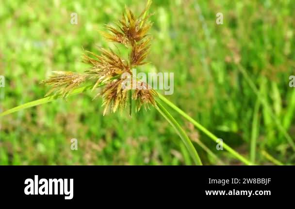 Cyperus rotundus (coco-grass, Java grass, nut grass, purple nut sedge ...