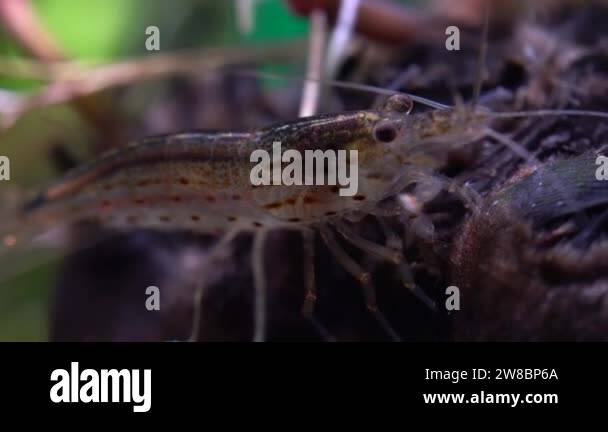 Image showcasing Freshwater Amino shrimp eating Algae macro shot. Algae-eating or ...