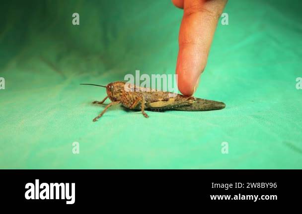 Head thorax and abdomen Stock Videos & Footage - HD and 4K Video Clips ...