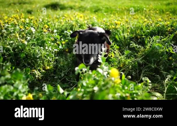 Photo inspiration: Can Large Breeds Eat Cooked Fresh Grass Reference: Stud Beef Bulls And Cows Grazing On Grass In A